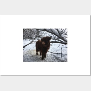 Scottish Highland Cattle Calf 1888 Posters and Art